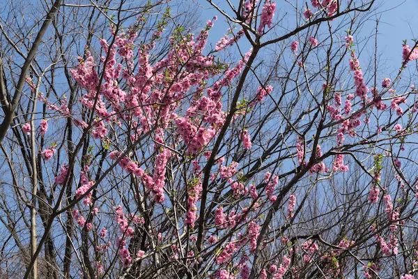 Mitaka spring blossom